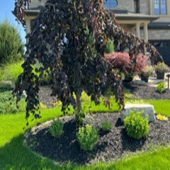 Lawn Care: Property Restoration